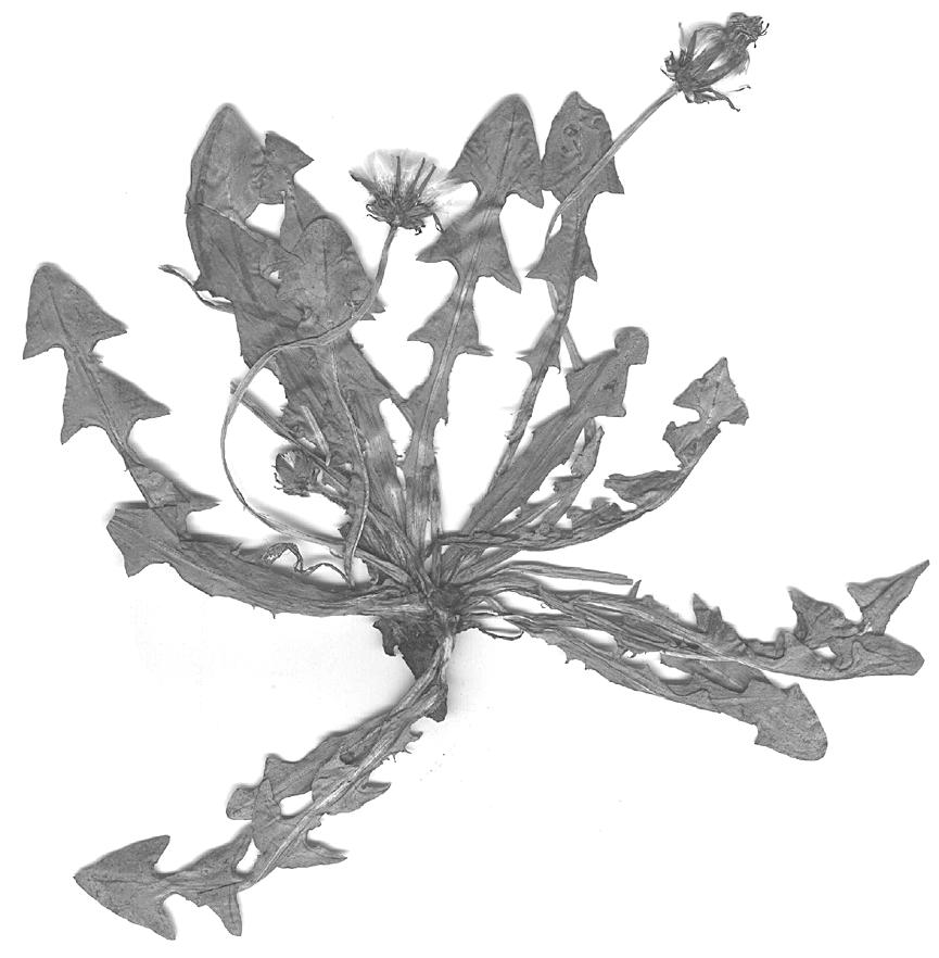 10 Fragm. Flor. Geobot. Polonica 7, 2000 Ryc. 5. (Fig. 5).