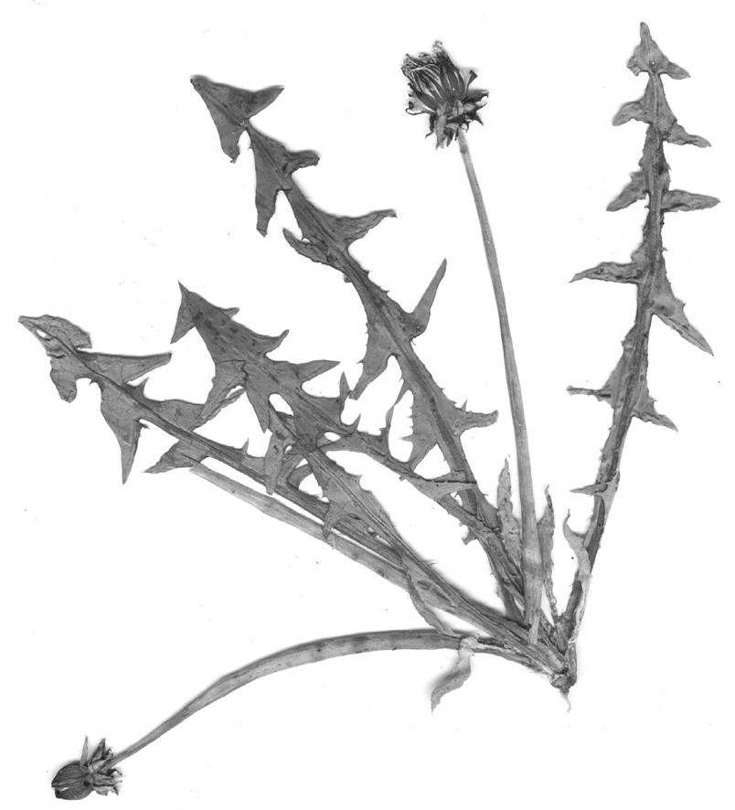 H. Øllgaard i in.: Taraxacum w Polsce 13 Ryc. 9. (Fig. 9).