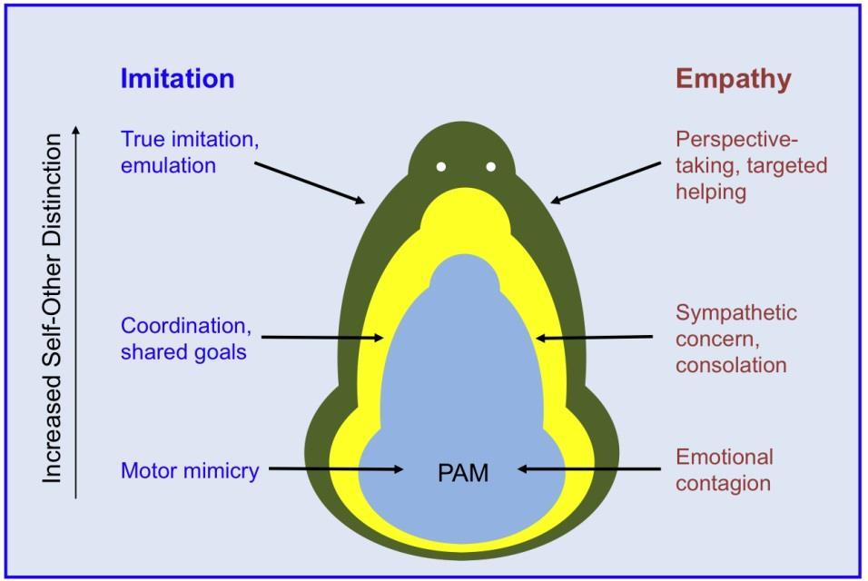 Kwestionariusz Afektywności Społecznej Basic Empathy Scale, (Jolliffe i Farrington, 2006; Carré, et al. 2013), Toronto Empathy Qustionnaire (Spreng et al., 2009).