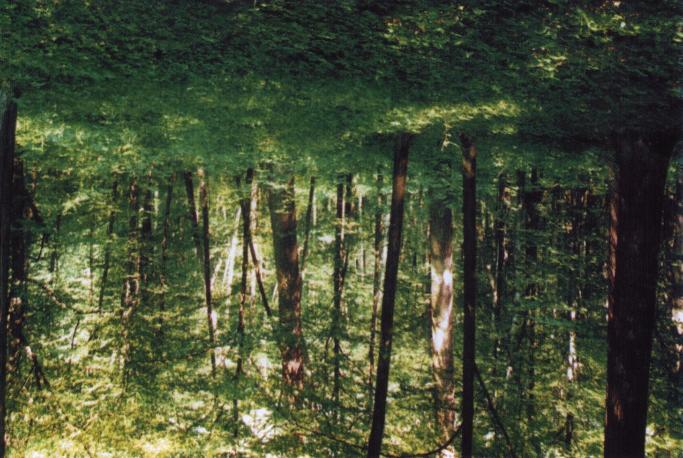 12 J. NOWACKI, M. HOŁOWIŃSKI Fot. 7. Fragment lasu liściastego w rezerwacie Serniawy.