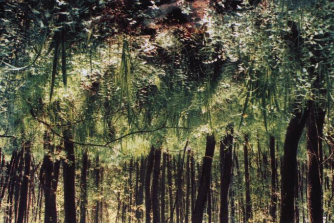 Mid-forest intermediate peat-bog at the locality Osowa. Fot. 4.