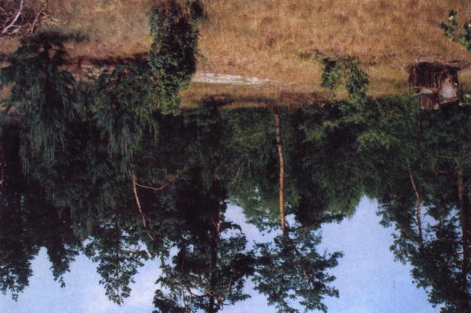 A fragment of swampy forest in the forest district Osowa. Fot. 6.