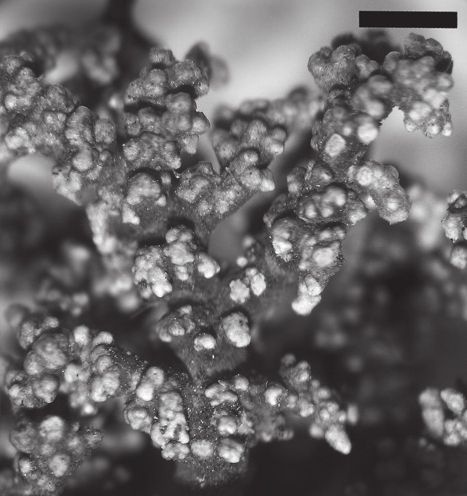 Oset: The lichen genus Stereocaulon in Poland I. S. condensatum and S. incrustatum 57 Habitat requirements: S.