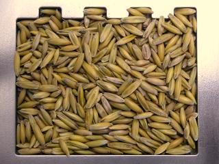 Owies (niezaprawiony) (83011876) 2,97mm 0,6kg/l 0,62 10.0 15 800 12.0 15 800 C 1 800 1 24 720 1 34 600 11 1 15.0 15 800 C 2 800 2 24 720 2 34 600 23-5 16.0 15 800 C 2 900 2 24 800 2 34 720 23-5 18.