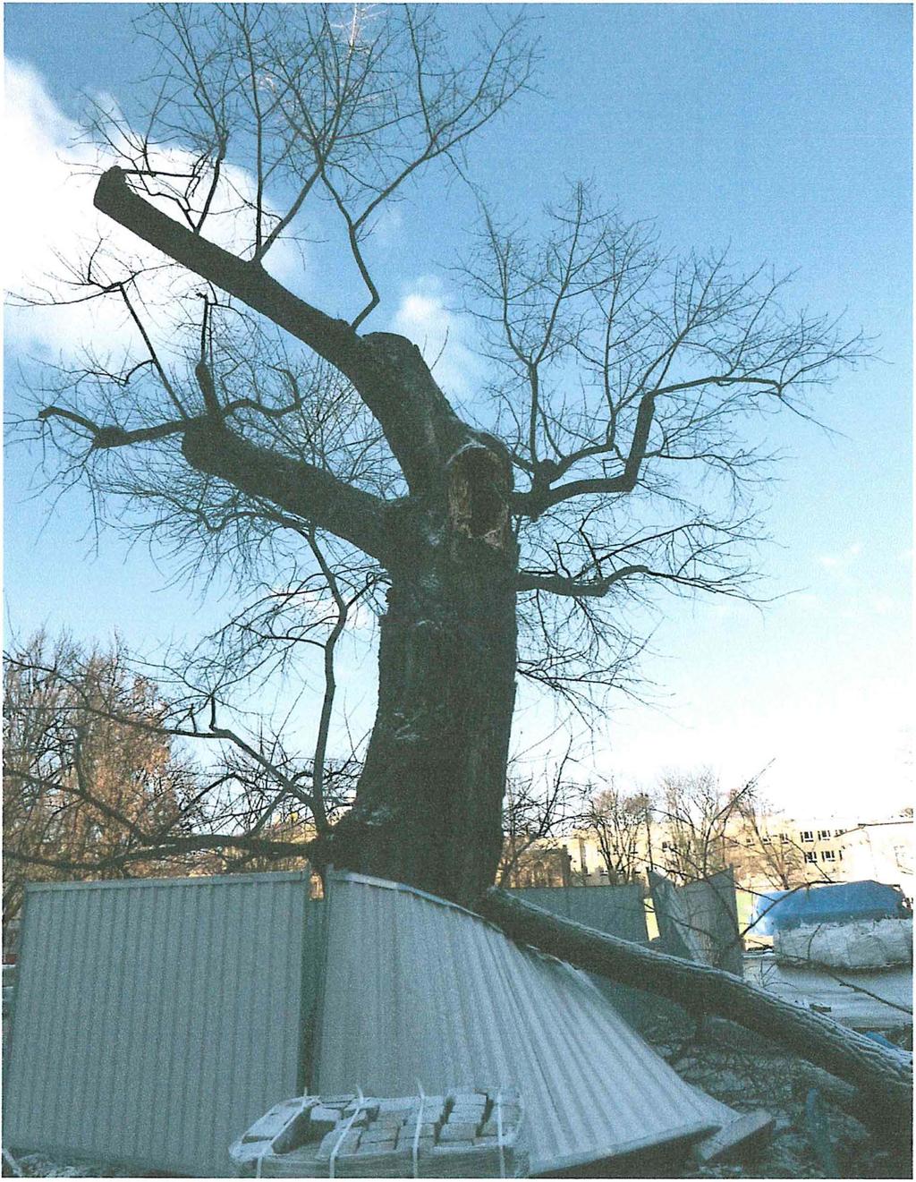 Firma Quercus 24-150 Miłocin 47 C mkieszko@wp.pl www.drzewa-ogrody.pl Kształtowanie Terenów Zieleni mgr inż.