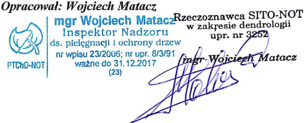 Ponadto istnieje ryzyko wykrotu drzewa - jego pień jest pochylony w kierunku placu.