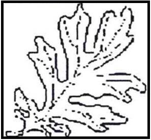 Załącznik nr 2 do uchwały nr 697/XXVI/2017 Rady Miasta Lublin z dnia 2 marca 2017 r. Firma Quercus 24-150 Miłocin 47 C mkieszko@wp.pl www.drzewa-ogrody.
