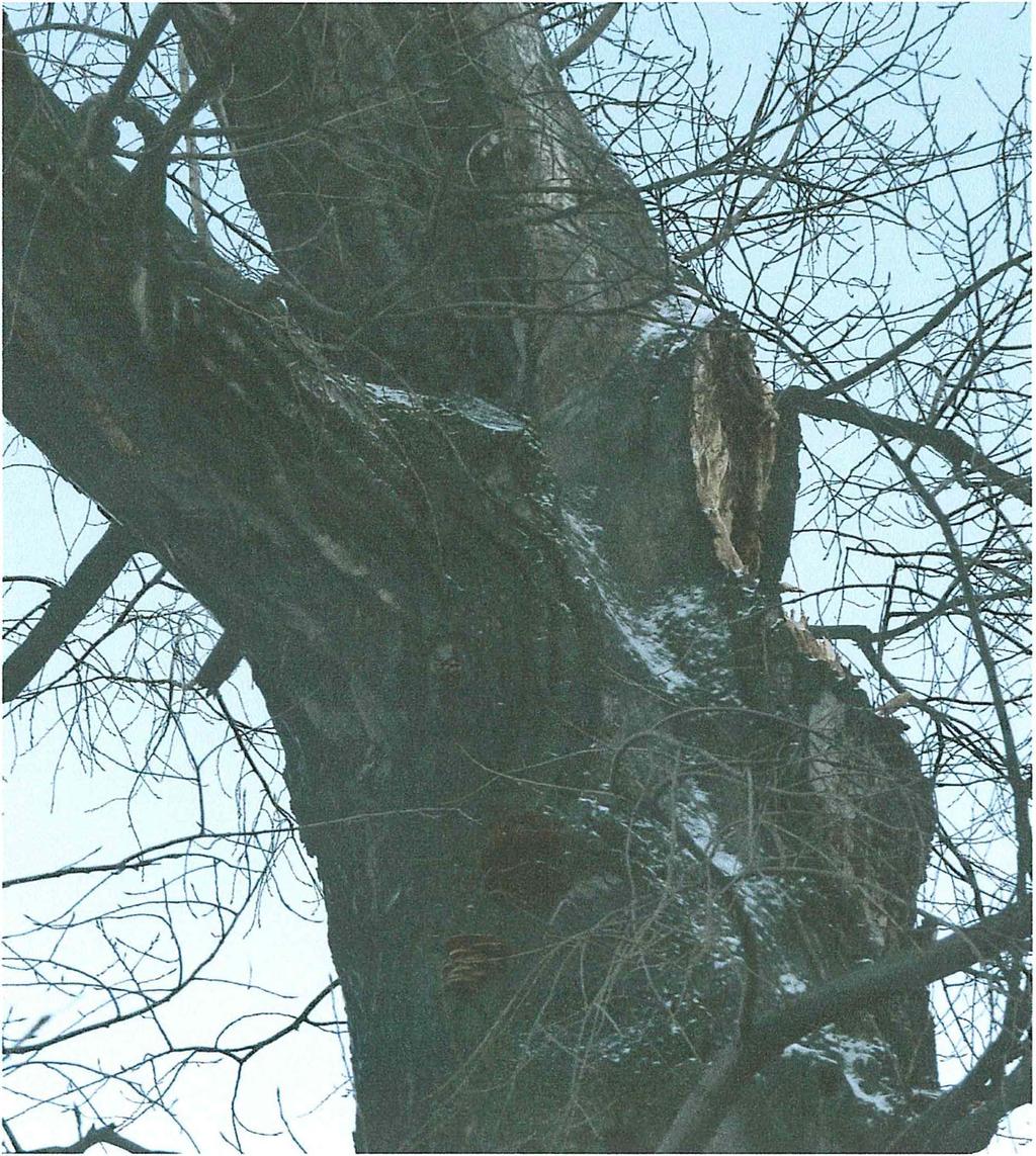 Firma Quercus 24-150 Miłocin 47 C mkieszko@wp.pl www.drzewa-ogrody.