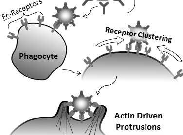 reakcjach immunologicznych fagocytoza lizosomy limfocyt T limfocyt B
