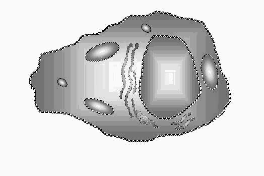 Komórka eukariotyczna organizacja Centrum informacyjne jądro Układ wykonawczy cytoplazma cytoplazma podstawowa (cytozol) organelle