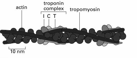 monomery (profilina, tymozyna) białka