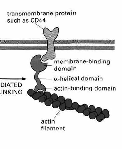 białka wiąŝące filamenty z