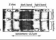 Miofibryle mięśni szkieletowych Filamenty grube miozynowe średnica