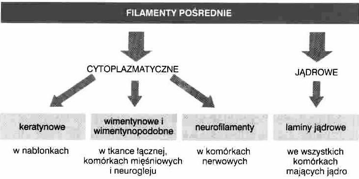 Filamenty