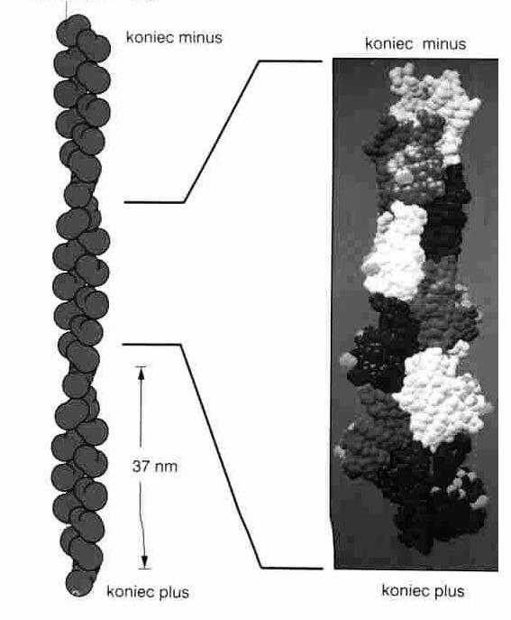 43 kda izoformy: α, β, γ