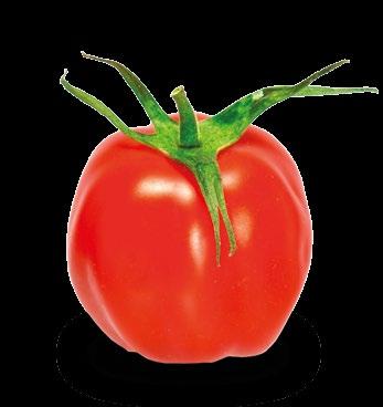 ZIELONY Pomidor SUNGOLD