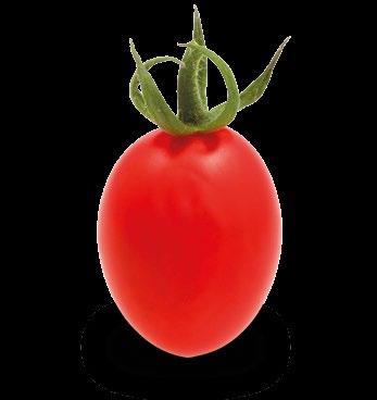 PAPRYCZKOWY) Pomidor