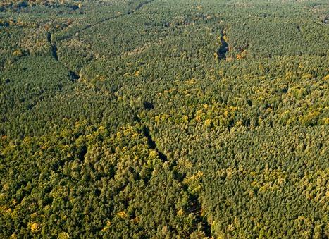 ZIELONY SZCZYT (240 m n.p.m.) Zielony Szczyt (240 m n.p.m.), najwyższe wzniesienie gminy Dobroszyce. Całkowicie zalesione wzgórze, położone pośród rozległych lasów złotowskich.