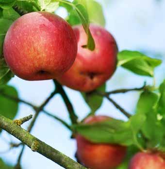 parch jabłoni, parch gruszy, gorzka zgnilizna wiśni, drobna plamistość liści