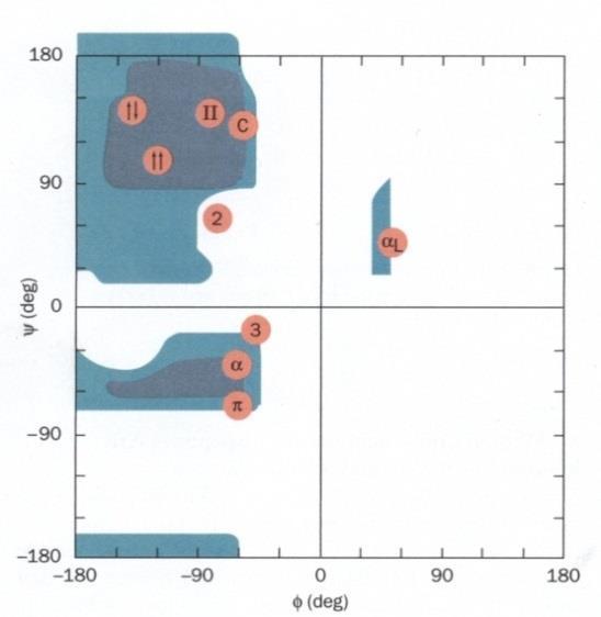 Właściwości konformacyjne peptydów Mapy i minima: M06-2X/6-311++G(d,p) SMD Wpływ rozpuszczalnika (CHCl 3 oraz H 2 O) ψ 120º 0º C5 2 C7 eq D L C5 Doliny