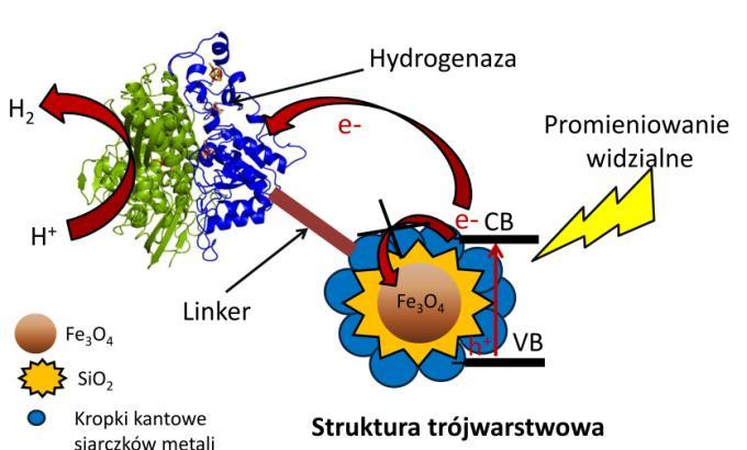 charakterystyka kropek kwantowych modyfikowanych