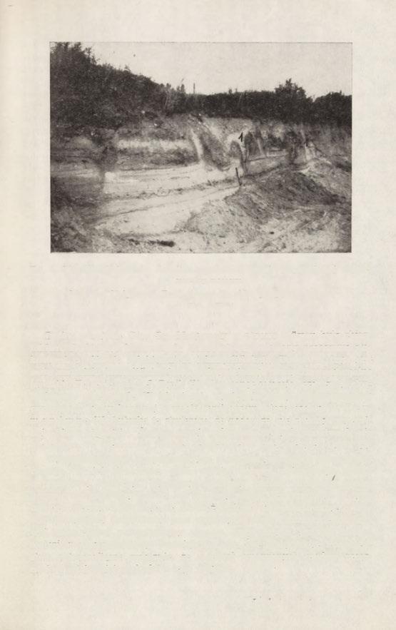 Fot. 2. Góra Św. Małgorzaty. Szczeliny mrozowe w terasie peryglacjalnej starszej 1 szczeliny mrozowe Góra Św. Małgorzaty. Frost fissures in older periglacial terrace 1 frost fissures Dolina w rejonie Góry Św.