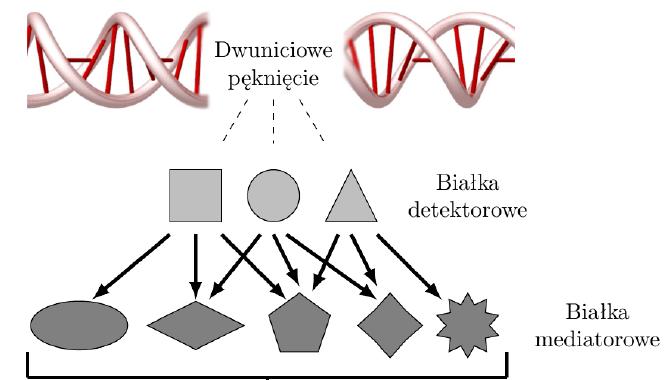 Działanie promieniowania jonizującego Pojedyncze i podwójne pęknięcia nici DNA są wykrywane