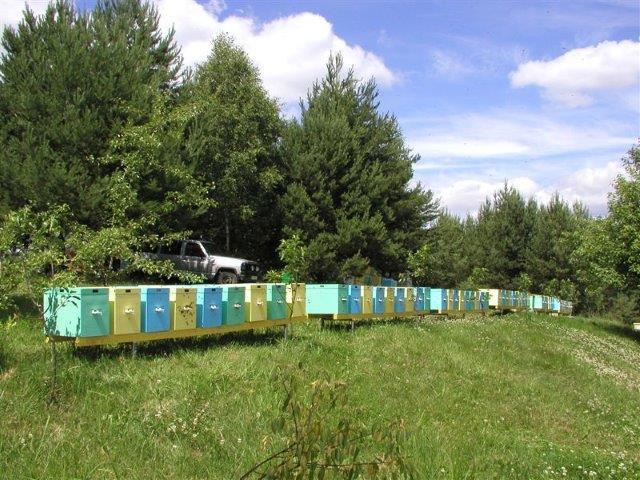 2 Wyniki wstępne sugerują, iż badane pokarmy są przydatne do zimowania pszczół w warunkach Polski.