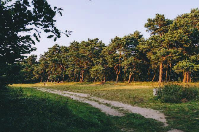 Fot. nr 32. Dzielnica Babie Doły rejon polany w sąsiedztwie klifu. Na obecną chwilę nie istnieje plan rewaloryzacji zespołu dworsko-folwarcznego.