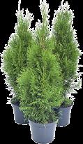 50-70 cm -, zł, 0 cm -,