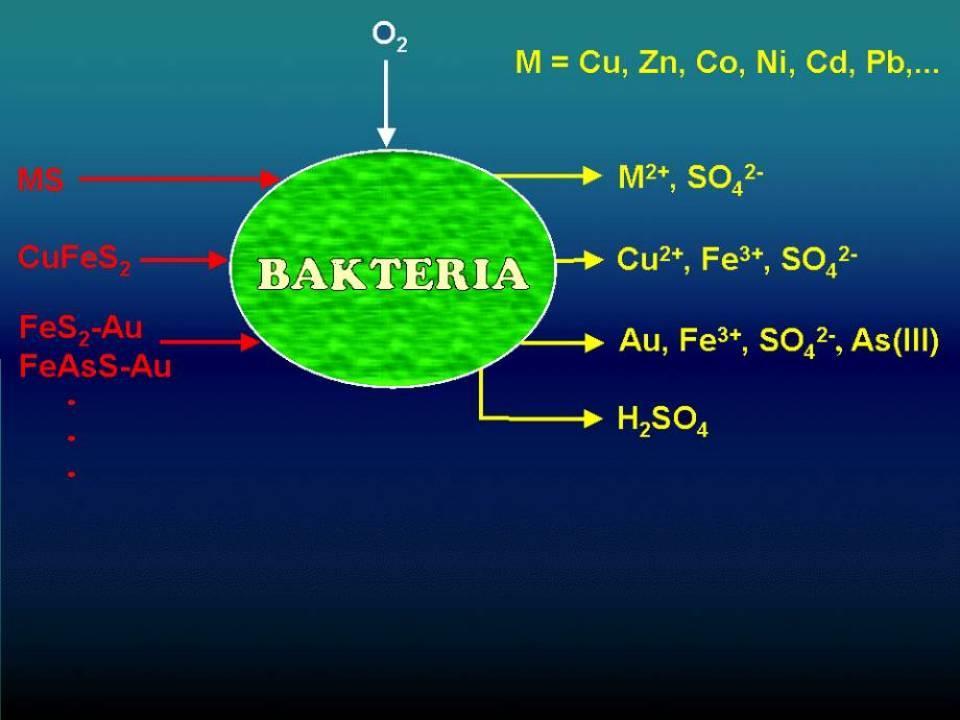 AMD BIOHYDROMETALURGIA (BIOGÓRNICTWO) Wydzielanie metali z minerałów (ubogie rudy i koncentraty) za pomocą mikroorganizmów.