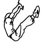 4 Ćwiczenie nr 3 Skłony tułowia w leżeniu z uniesionymi nogami W leżeniu na plecach z rękami za głową i z ugiętymi nogami uniesionymi nad ziemię.