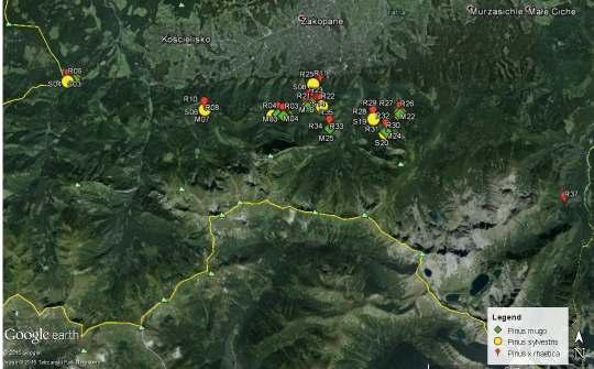 3.1 Zbiór prób Pinus x rhaetica ze stanowisk tatrzańskich W sumie zebrano próby z 81 tatrzańskich sosen ze rozproszonych na obszarze około 65 km 2 na terenie Tatrzańskiego Parku Narodowego (Fig. 3.6).