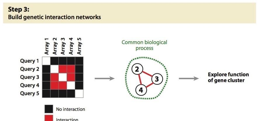 Rekonstrukcja sieci interakcji Dixon et al.
