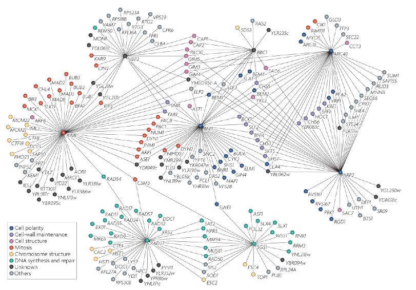 Sieci interakcji Sieci interakcji biologicznych mają charakter bezskalowy węzły centralne (hubs) z dużą liczbą połączeń