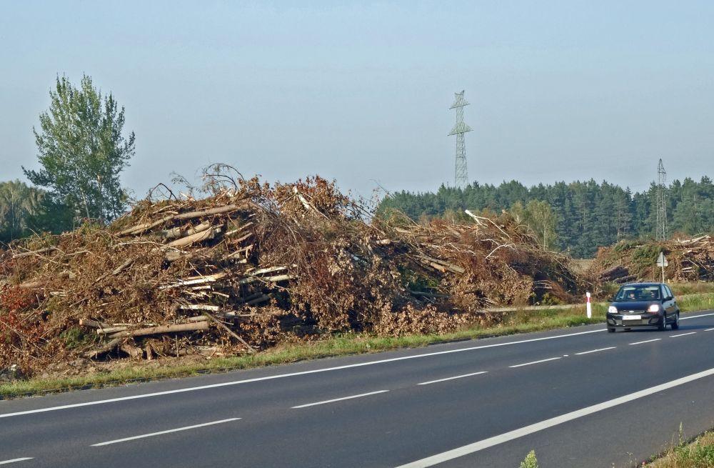 Zagrożone gatunki chronione Ministerialny projekt nowelizacji ustawy przewiduje również rezygnację z dotychczasowego uzgodnienia wycinek drzew przydrożnych z regionalnymi dyrekcjami ochrony