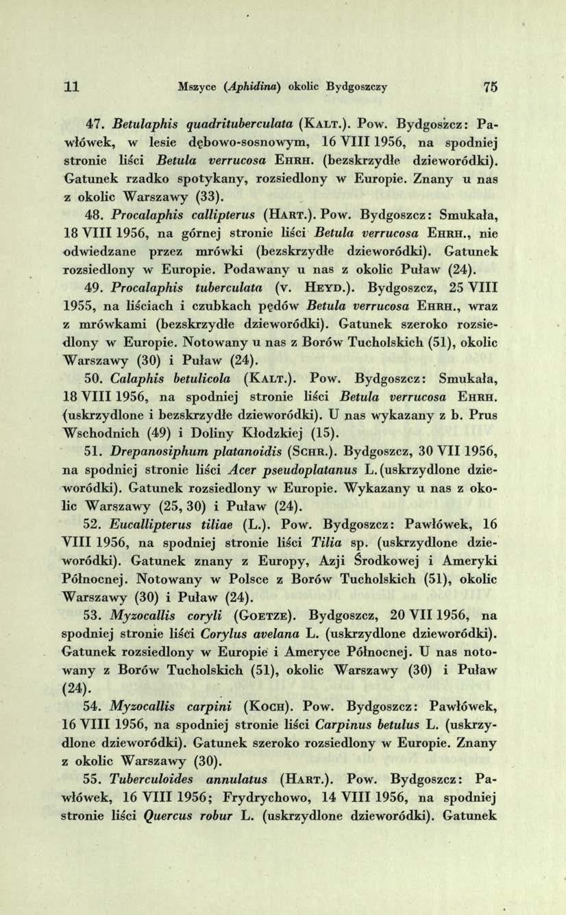 1 1 Mszyce (Aphidina) okolic Bydgoszczy 75 4 7. Betulaphis quadrituberculata ( K a l t.). P o w.