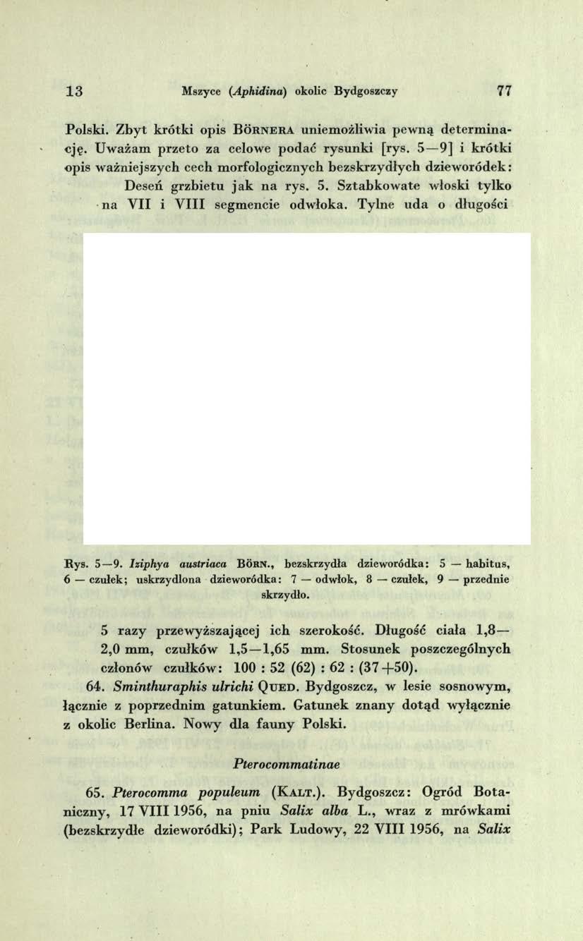 1 3 Mszyce (Aphidina) okolic Bydgoszczy 77 Polski. Z byt k rótki opis B o r n e r a uniem ożliwia pew ną determ inację. U w ażam przeto za celowe podać rysunki [rys.