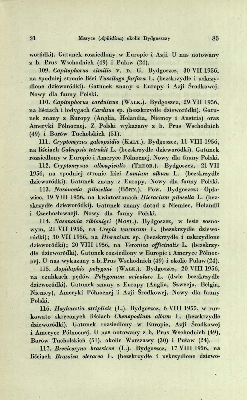 2 1 Mszyce (Aphidina) okolic Bydgoszczy 8 5 -woródki). G atunek rozsiedlony w E uropie i Azji. U nas notow any z b. P ru s W schodnich (49) i P uław (24). 109. Capitophorus sim ilis v. d. G. Bydgoszcz, 30 Y II 1956, n a spodniej stronie liści Tussilago fa r ja r a L.