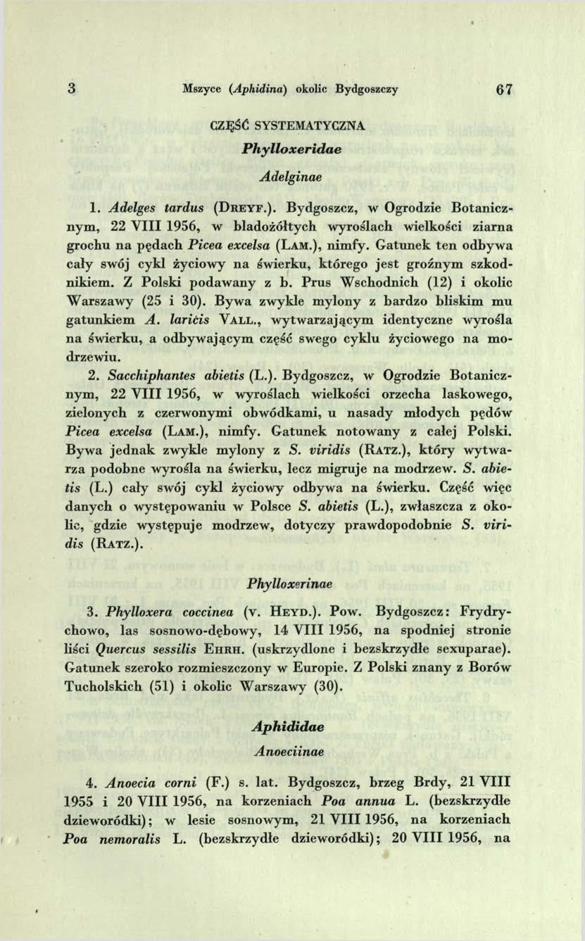 3 Mszyce (Aphidina) okolic Bydgoszczy 6 7 CZĘŚĆ SYSTEMATYCZNA P h yllo x erid a e Adelginae 1. Adelges tardus ( D r e y f.). Bydgoszcz, w Ogrodzie B otanicznym, 22 V III 1956, w bladożółtych w yroślach wielkości ziarna grochu n a pędach Picea excelsa (L a m.