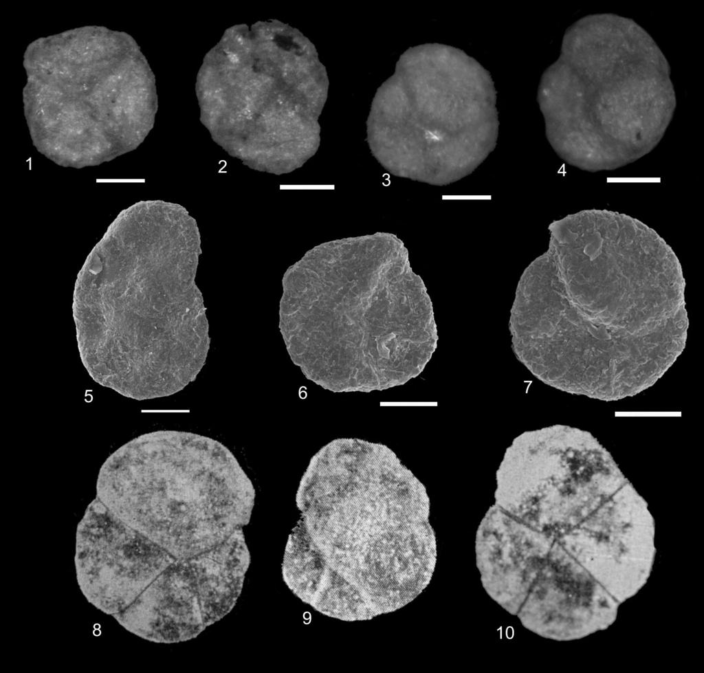 Integrating Microfossil Records from the Oceans and Epicontinental Seas 41 Plate 1. Haplophragmoides parvulus Blaicher. 1 7 Specimens from Eocene deposits in Harbutówka valley; 8-10.