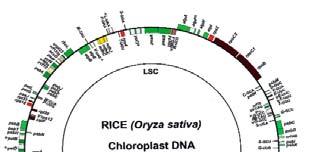 Budowa genomu chloroplastów Wiele nukleoidów każdy o rozmiarach 120-200 kb Sekwencje powtarzalne <100 kb Wyjątek stanowią odwrócone powtórzenia związane z rda Budowa genomu chloroplastów cpda może