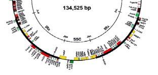 Konserwatywna kolejność genów: 16S - traile - traala - 23S - 5S Budowa genomu chloroplastów występowanie multimerów cpda Procent 70 67.