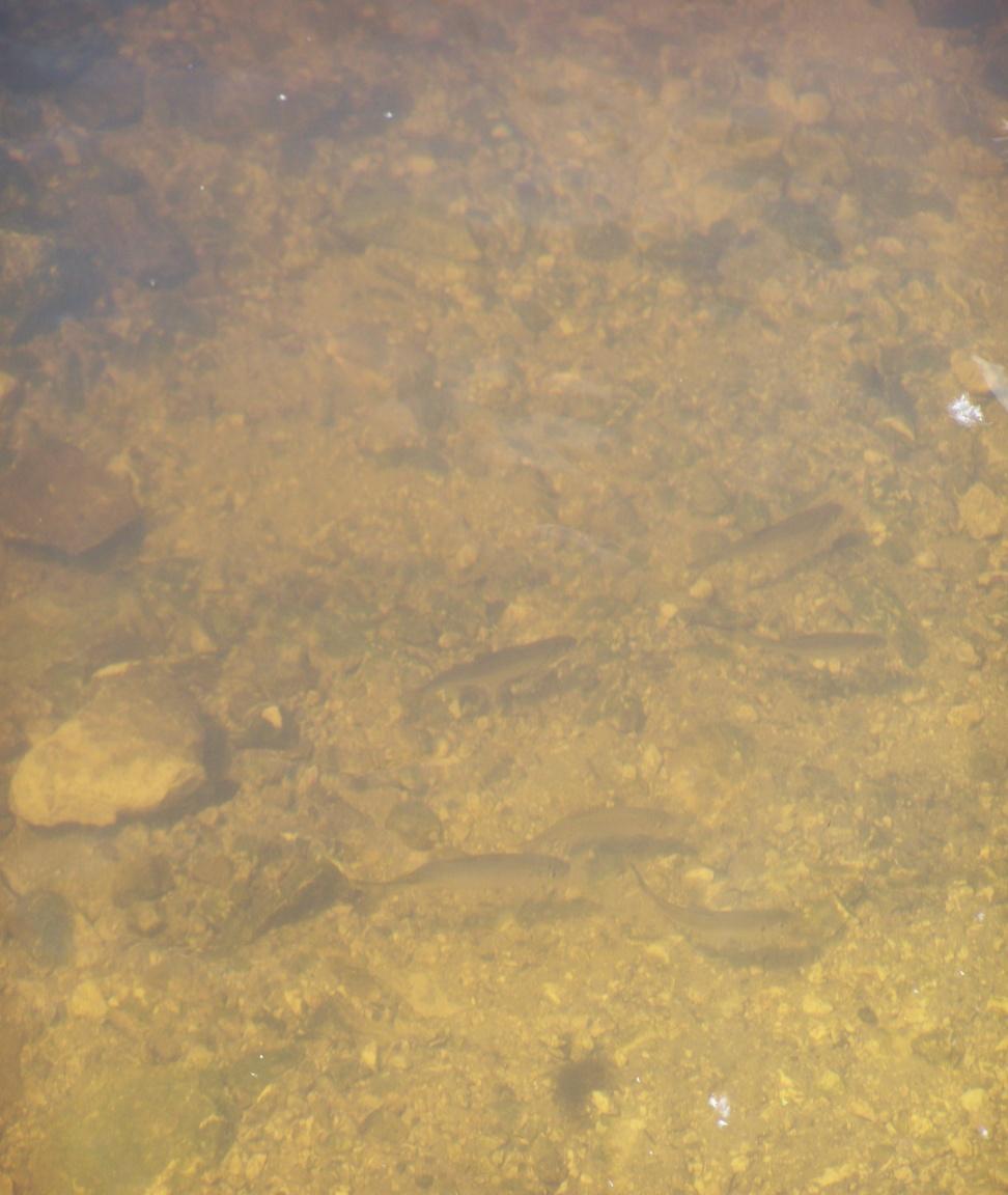 5. Wyniki badań 5.
