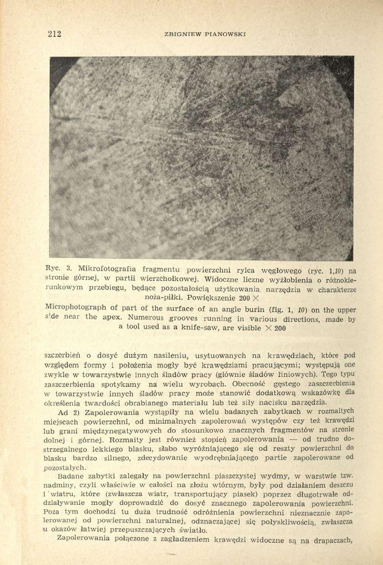 212 ZBIGNIEW PIANOWSKI Ryc. 3. Mikrofotografia fragmentu powierzchni rylca węgłowego (ryc. 1,10) na stronie górnej, w partii wierzchołkowej.