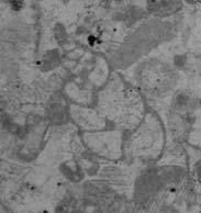 Pseudocyclammina lituus (Yokoyama),
