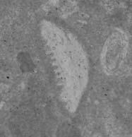 Paleogaudryina varsoviensis (Bielecka &