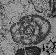 Cisownica; P Ichnusella burlini