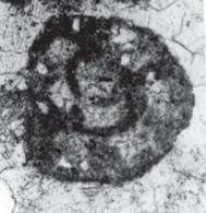pieniniensis (Borza), Grodziec 4, dolne
