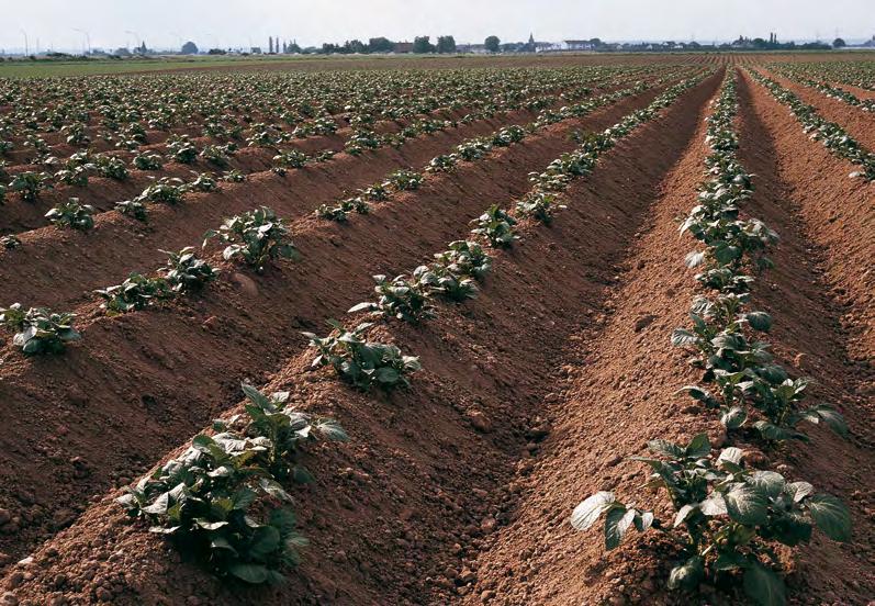 Dla plantatorów, którzy w sposób kompleksowy przez wykonanie tylko jednego zabiegu chcą zwalczyć chwasty jedno- i dwuliścienne, firma proponuje Plateen 41,5 WG.